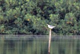 Large-billed Tern