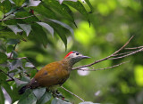 Golden-olive Woodpecker