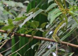 Yellow-breasted Flycatcher