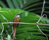 Rufous-tailed Jacamar