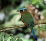 Trinidad Motmot