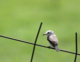 Pied Water Tyrant