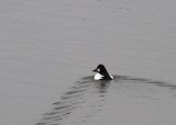 Common Goldeneye