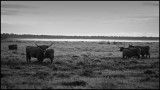 Highland cattle at Falsterbo - Sweden