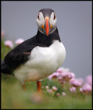 Puffin at Sumburgh Head - Shetland