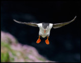 Puffin landing near Sumburgh Head - Shetland