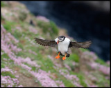 Puffin landing near Sumburgh Head - Shetland