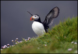 Puffin at Sumburgh Head - Shetland