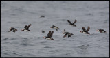 Puffins fishing outside Longstone Farne Islands