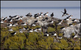 Puffins at Inner Farne Island