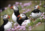 Puffins at Sumburgh Head - Shetland