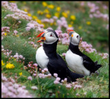 Puffins at Sumburgh Head - Shetland