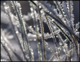 Frozen grass - Vxj