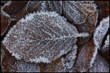 Autum leafs after the first night with below zero temperature - Evedal