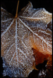 Autum leaf after the first night with below zero temperature - Evedal