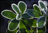 Lingonberry leafs after a cold night - Evedal