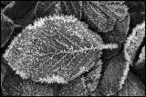 Frozen autum leaf - Evedal