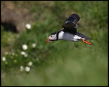 Puffin at Sumburgh Head - Shetland