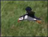 Puffin at Sumburgh Head - Shetland