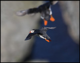 Puffins at Sumburgh Head - Shetland