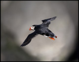 Puffin at Sumburgh Head - Shetland