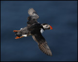 Puffin at Sumburgh Head - Shetland