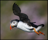 Puffin at Sumburgh Head - Shetland