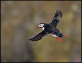 Puffin at Sumburgh Head - Shetland