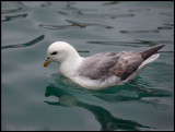 Fulmar i Lerwick harbour