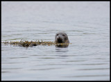 Harbour Seal