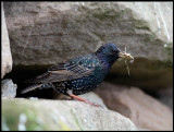 Starling colony in Veensgarth