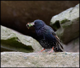 Starling colony in Veensgarth