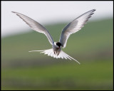 Common Tern