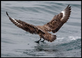 Great Skua