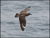 Great Skua