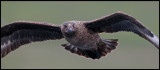Great Skua at Hermaness - Unst