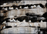 Gannets breeding at Noss