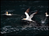 Gannets fishing near Noss