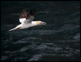 Gannet fishing near Noss