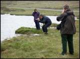 Phalarope photography at  Loch of Funzie - Fetlar