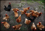 Fetlar chickens