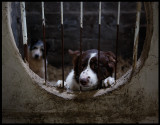 Shetland sheepdogs - Unst