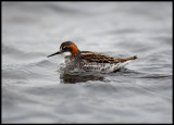 Male Red-necked Phalarope