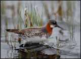 Female Red-necked Phalarope