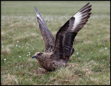 Great Skua at Hermaness - Unst