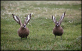 Great Skuas at Hermaness - Unst