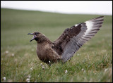 Great Skua at Hermaness - Unst