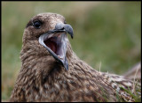 Great Skua at Hermaness - Unst