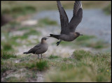 Arctic Skuas at Hermaness - Unst