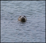 Harbour seal - Yell